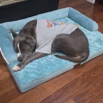 Chara -  Pit Bull Terrier and Mixed Breed Dog for Adoption in Bedford Park, Illinois - Chara | PetCurious