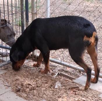 Belle -  Rottweiler Dog for Adoption in Carson, Mississippi - Belle | PetCurious
