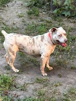 Reece -  Pit Bull Terrier Dog Available for Adoption in Hartsville, South Carolina - Reece | PetCurious