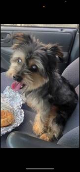 Rescue Yorkshire Terrier Dogs for Adoption in Mcminnville, Oregon - Rex | PetCurious