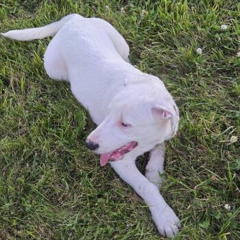 Trixie -  German Shepherd Dog and Golden Retriever Dog for Adoption in Muncie, Indiana - Trixie | PetCurious