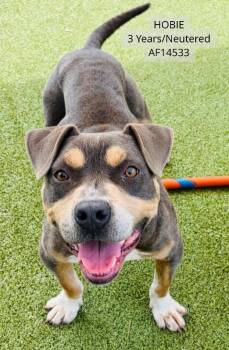 Hobie -  Pit Bull Terrier Dog for Adoption - Hobie | PetCurious