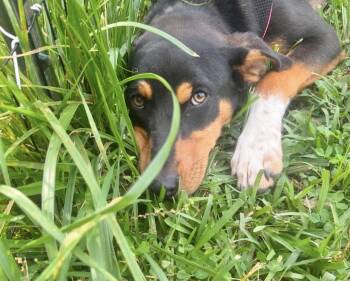 Hound Dogs Available for Adoption in Manchester, Connecticut - Buster | PetCurious