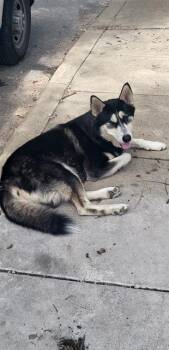 Husky Dogs Available for Adoption in San Antonio, Texas - FRANCIS | PetCurious