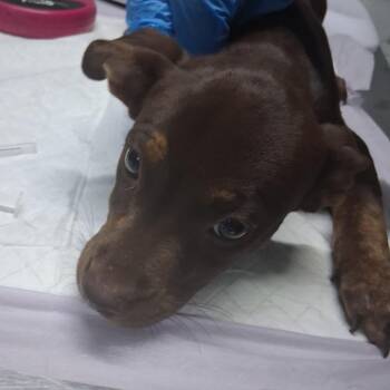 Lexis -  Mixed Breed Dog for Adoption in Summerville, South Carolina - Lexis | PetCurious