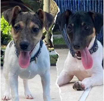 Jack Russell Terrier Dogs Available for Adoption - LUNA & LILY | PetCurious
