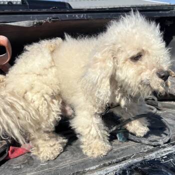 Nanu -  Miniature Poodle and Mixed Breed Dog for Adoption in Floresville, Texas - Nanu | PetCurious