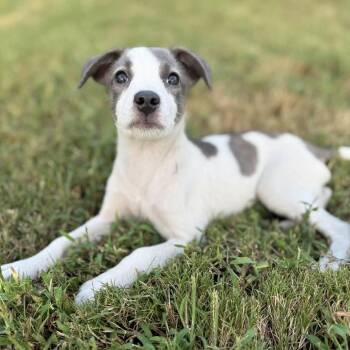 Taylor Snifft -  Mixed Breed Dog for Adoption in New York, New York - Taylor Snifft | PetCurious