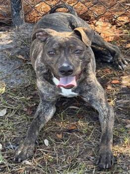 Mixed Breed Dogs Available for Adoption - SHIMMY | PetCurious