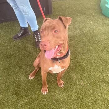 Arthor -  Mixed Breed Dog for Adoption in Philadelphia, Pennsylvania - Arthor | PetCurious