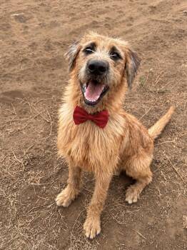 Walker Texas Ranger -  Irish Wolfhound Dog for Adoption in Perris, California - Walker Texas Ranger | PetCurious