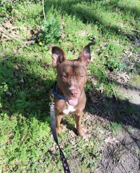 Pit Bull Terrier Dogs Available for Adoption in Coldwater, Michigan - Margo | PetCurious