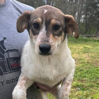 Australian Cattle Dog Blue Heeler Dogs Available for Adoption in Rossville, Georgia - Peaches | PetCurious