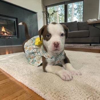 Mixed Breed Dogs Available for Adoption in Fort Worth, Texas - Natasha | PetCurious