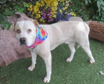 American Bulldog and Mixed Breed Dogs Available for Adoption in Oklahoma City, Oklahoma - TYSON | PetCurious