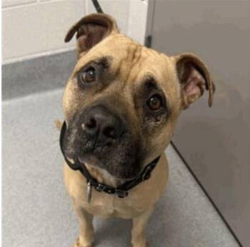 Blastoise (in foster) -  Pit Bull Terrier and Mixed Breed Dog for Adoption in Fishers, Indiana - Blastoise (in Foster) | PetCurious