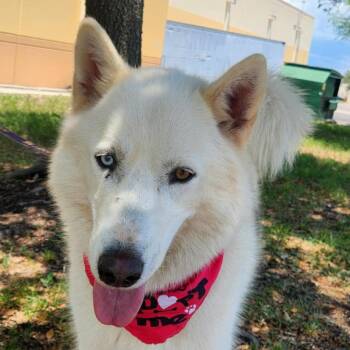 Rescue Husky Dogs for Adoption in Austin, Texas - Yumi JuM | PetCurious