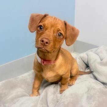Dachshund and Chihuahua Dogs Available for Adoption in Parker, Colorado - 365 (2026) Sonny | PetCurious