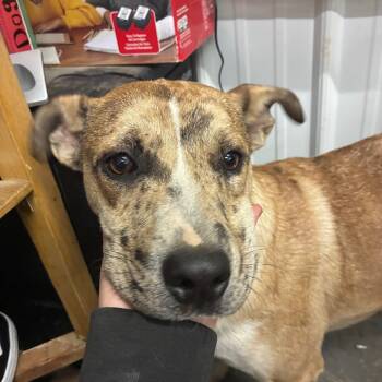 Rescue Australian Shepherd and Mixed Breed Dogs for Adoption in Corbin, Kentucky - Freckles | PetCurious