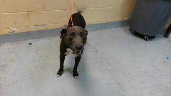 GRAVY -  Pit Bull Terrier Dog for Adoption in Tulsa, Oklahoma - GRAVY | PetCurious