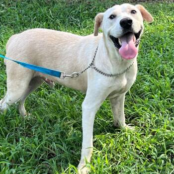 Yellow Labrador Retriever Dogs Available for Adoption in Gainesville, Georgia - Billy | PetCurious