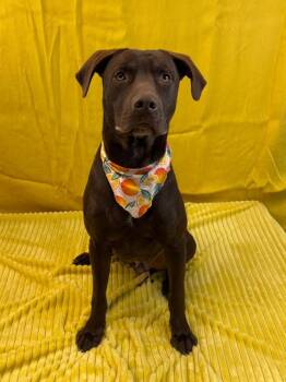Dalkowski / Brownie -  Labrador Retriever Dog for Adoption in Broomfield, Colorado - Dalkowski / Brownie | PetCurious