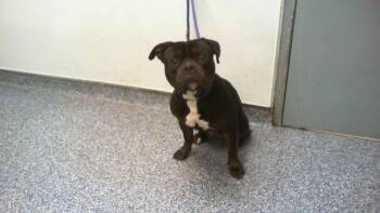 Pit Bull Terrier and Mixed Breed Dogs Available for Adoption - A1260992 | PetCurious