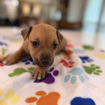 Puddin -  Catahoula Leopard Dog Dog for Adoption in New Orleans, Louisiana - Puddin | PetCurious