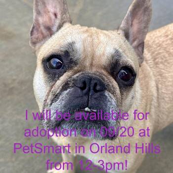 Madame Le Fleur -  French Bulldog Dog for Adoption in Matteson, Illinois - Madame Le Fleur | PetCurious