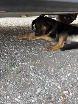 Jacko -  Bernese Mountain Dog and Golden Retriever Dog for Adoption in Vienna, Ontario - Jacko | PetCurious