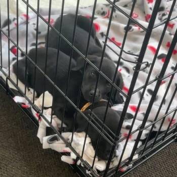 Mixed Breed Dogs Available for Adoption in West Olive, Michigan - Rookie | PetCurious