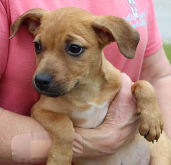 Labrador Retriever Dogs Available for Adoption in Prattville, Alabama - Tiana 43508 | PetCurious