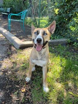 Dolly -  Husky Dog for Adoption in East Northport, New York - Dolly | PetCurious