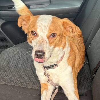 Marinara -  Cattle Dog Dog for Adoption in Nashville, Tennessee - Marinara | PetCurious
