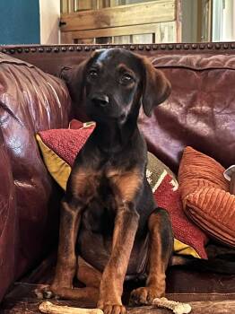 Chanel -  Plott Hound and Labrador Retriever Dog for Adoption in New Baltimore, Michigan - Chanel | PetCurious