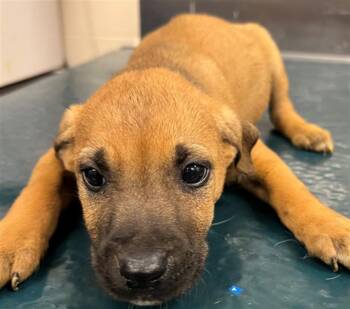 Vizsla and Mixed Breed Dogs Available for Adoption in Mobile, Alabama - TERRAN | PetCurious