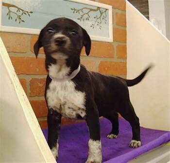 PUPPY 6 -  Chihuahua and Mixed Breed Dog for Adoption in Houston, Texas - PUPPY 6 | PetCurious