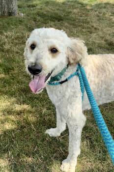 Finn -  Goldendoodle and Mixed Breed Dog for Adoption in Oxford, Michigan - Finn | PetCurious