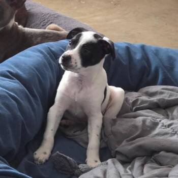 Australian Cattle Dog Blue Heeler and Pit Bull Terrier Dogs Available for Adoption - Hotch | PetCurious