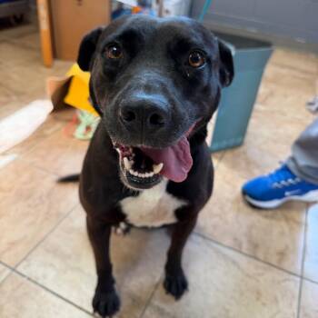 Labrador Retriever and Pit Bull Terrier Dogs Available for Adoption in Tuscaloosa, Alabama - TUSC-Stray-84157 | PetCurious