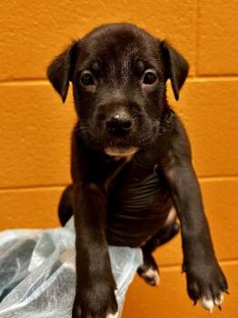 Mixed Breed Dogs Available for Adoption - Octopus | PetCurious