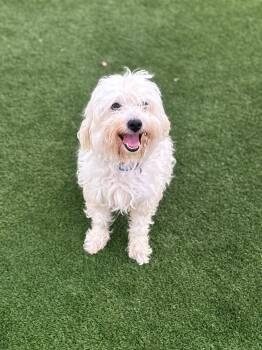 Rescue Poodle and Bichon Frise Dogs for Adoption in Dalton, Georgia - Bingo | PetCurious