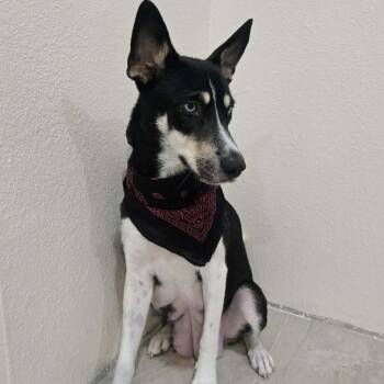 Siberian Husky Dogs Available for Adoption - Cindy Lou Who | PetCurious