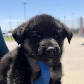 Flash -  Black Labrador Retriever and Mixed Breed Dog for Adoption in Midland, Texas - Flash | PetCurious