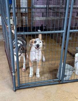 Dorito -  Poodle and Mixed Breed Dog Available for Adoption in Alamo, Tennessee - Dorito | PetCurious
