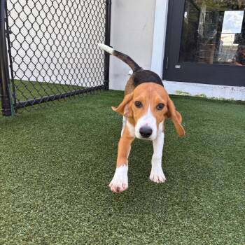 CKF6 7910 aka Michael B -  Beagle Dog for Adoption in Loxahatchee Groves, Florida - CKF6 7910 Aka Michael B | PetCurious