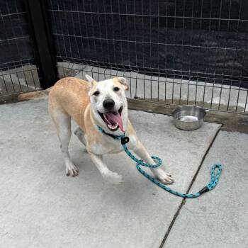 Soda Bread -  Labrador Retriever Dog for Adoption in Hawthorne, California - Soda Bread | PetCurious