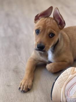 Gable -  Chihuahua and Terrier Dog for Adoption in San Diego, California - Gable | PetCurious
