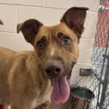 Kryze -  Mixed Breed Dog for Adoption in Reno, Nevada - Kryze | PetCurious