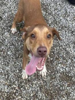 Labrador Retriever and Mixed Breed Dogs Available for Adoption - MAN MAN | PetCurious